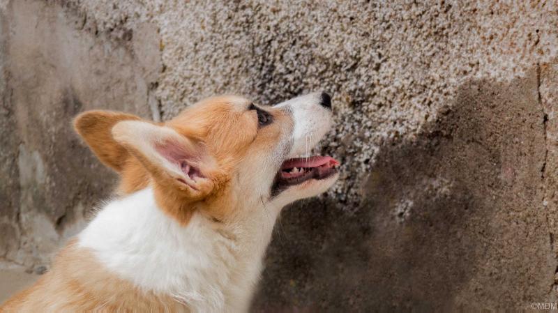 Pompadour Favorite des Contamines | Pembroke Welsh Corgi 