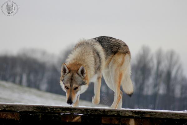 Quebeck II od Úhošte | Czechoslovakian Wolfdog 