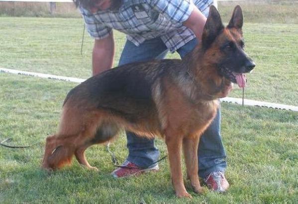 Brandy vom Dateen | German Shepherd Dog 