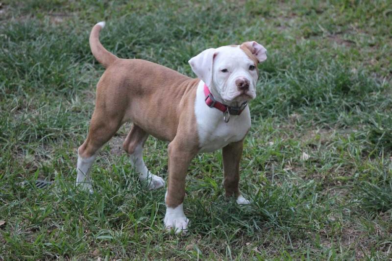 H-Town Sissy | American Bulldog 