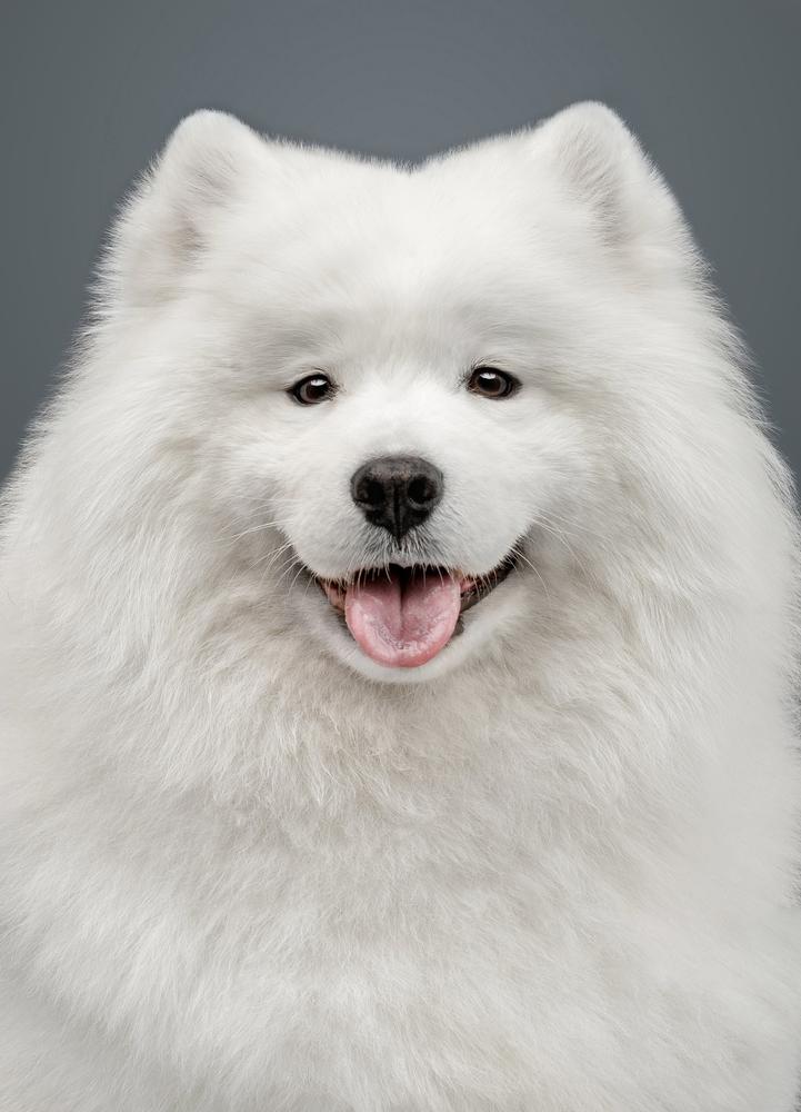 BELYI VOLK YUKI MIRA | Samoyed 