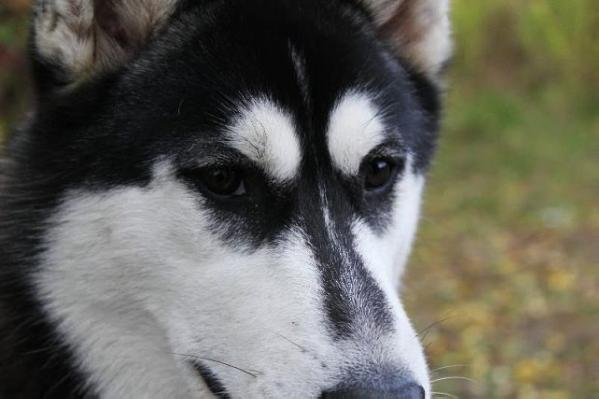 Amata Lelenda Karpat | Siberian Husky 