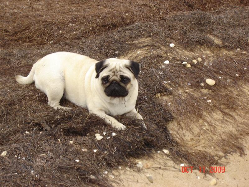 cannelle de la lande de broceliance | Pug 