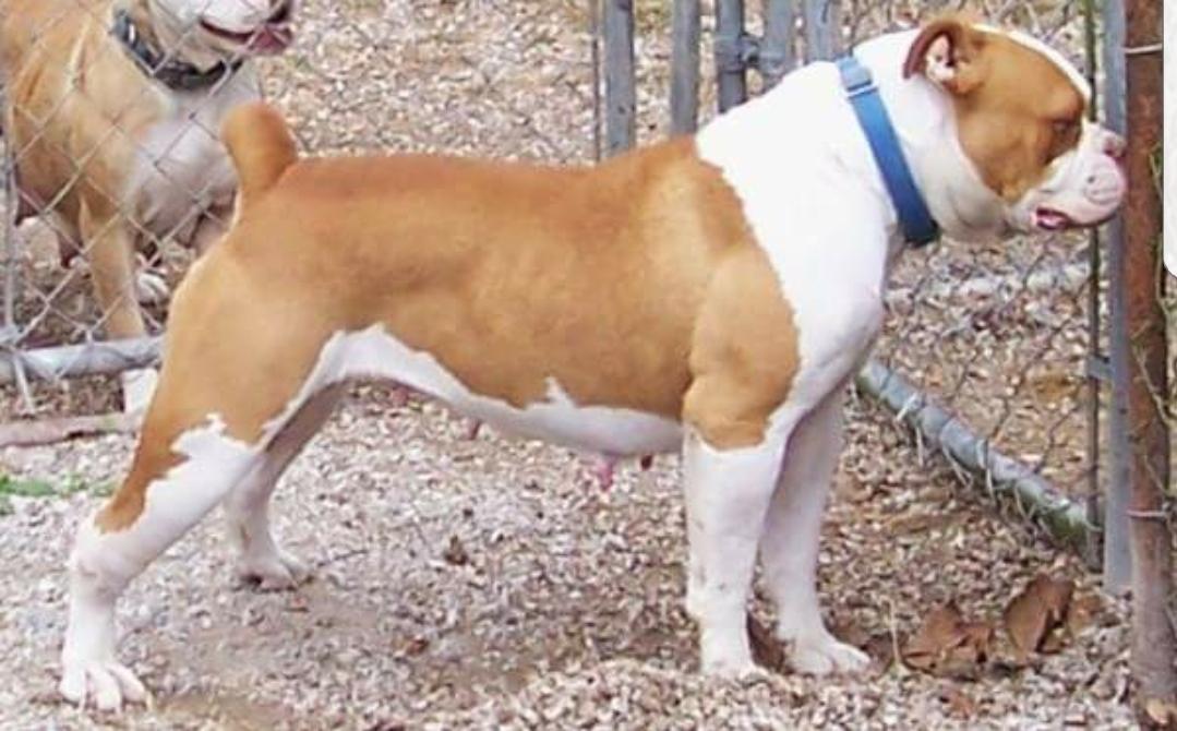 Buffalo creek's slammin sally | Olde English Bulldogge 