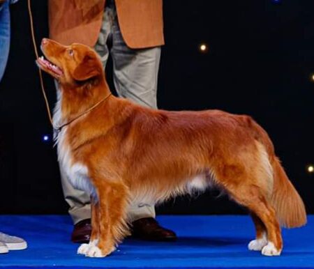 Feel My Fire Sweetbilberry | Nova Scotia Duck Tolling Retriever 