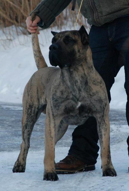 Cerberos Gran Canarian Cano | Perro de Presa Canario 