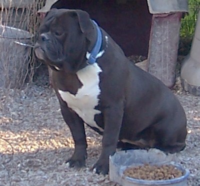 BuffaloCreek's Navajo | Olde English Bulldogge 