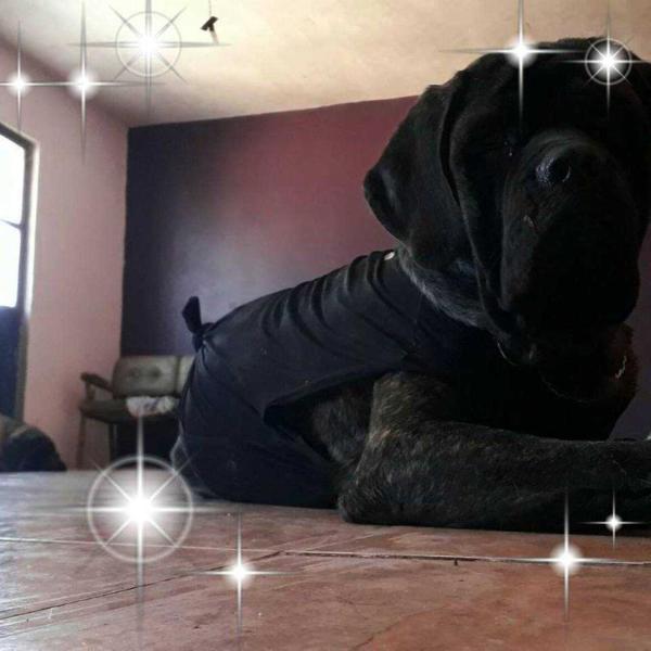 DZAHUI (MURILLO) | Mastiff 