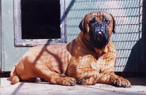 Tailwynde's Stormin Norman | Bullmastiff 