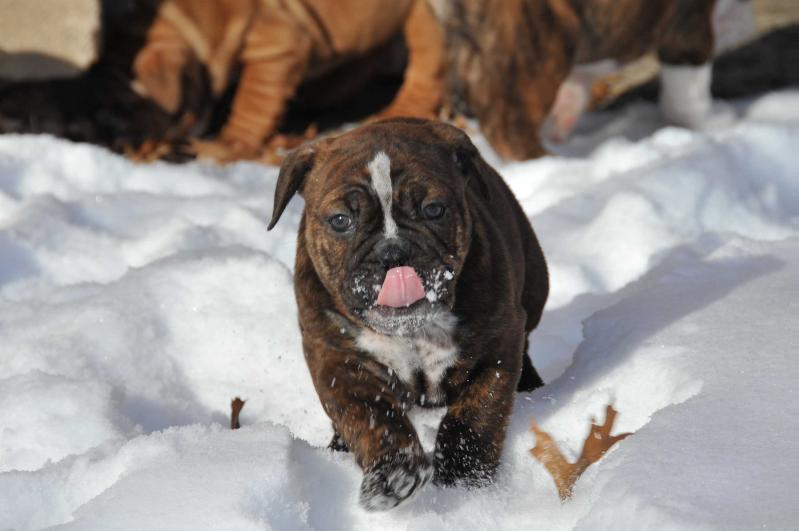 Pelto's Matty | Olde English Bulldogge 