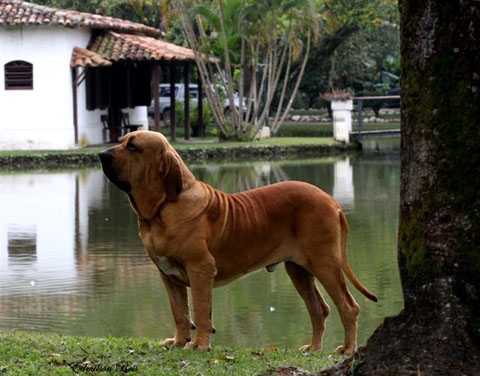 Zenedini Zidane do Rincão Violento | Fila Brasileiro 