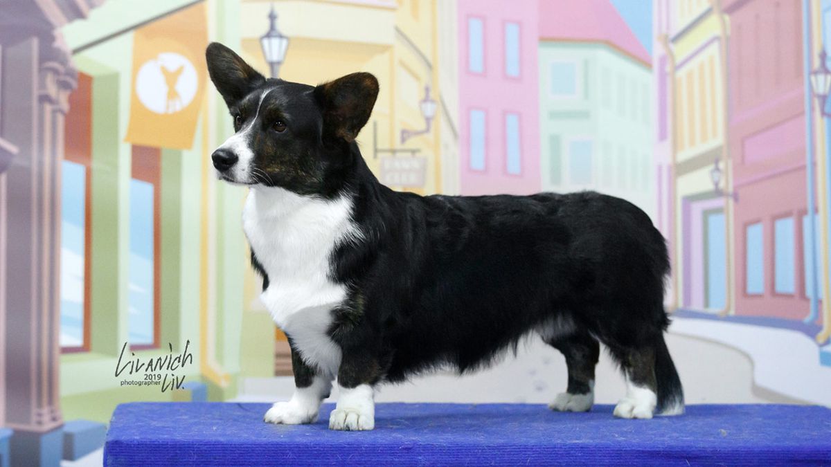 Aethwy Cream Dream | Cardigan Welsh Corgi 