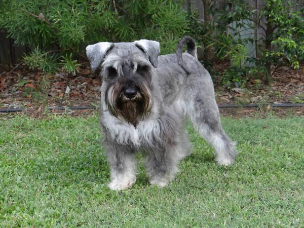 TheGlebe Gibralter Regal | Miniature Schnauzer 