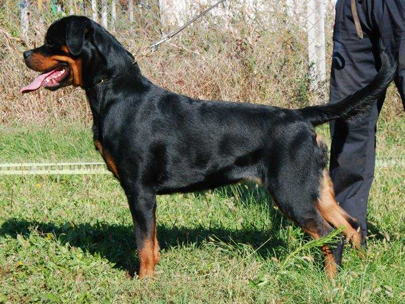 Piranha vom Grossen Tal | Rottweiler 