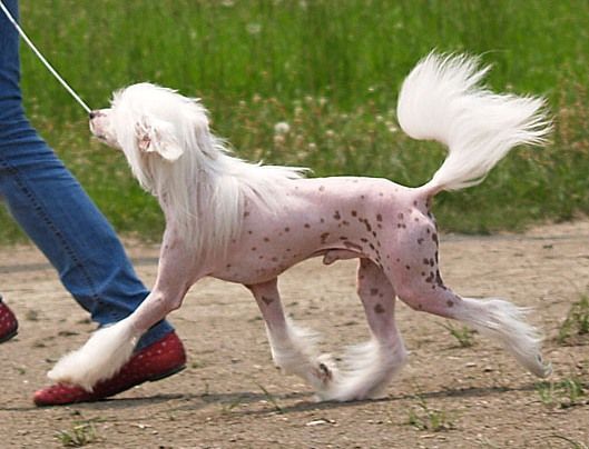 Zholesk Florizel | Chinese Crested 