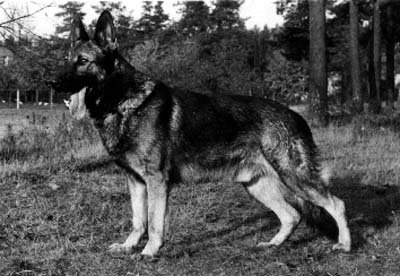 Galant von den Padulusquellen | German Shepherd Dog 