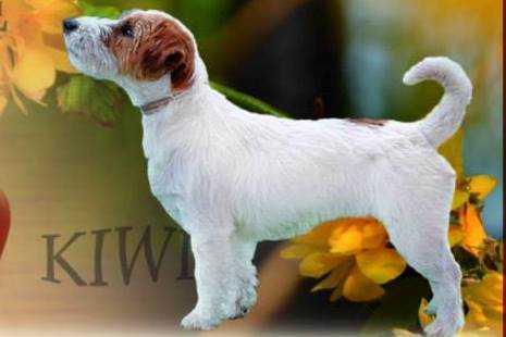 KIWI Colosseum | Jack Russell Terrier 