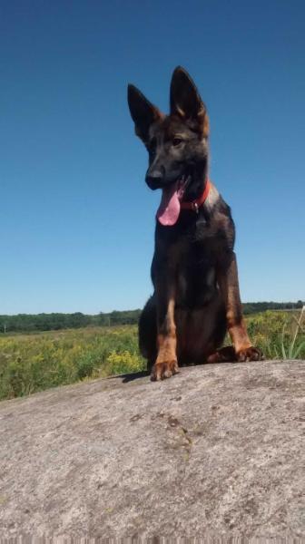 Tora von dér Staatsmacht | German Shepherd Dog 