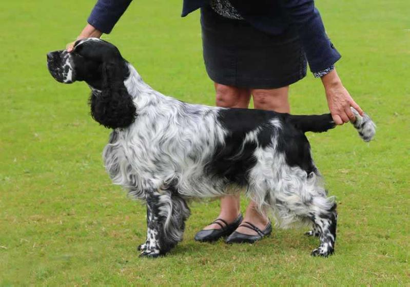 Astrospring's Phoenix | English Springer Spaniel 