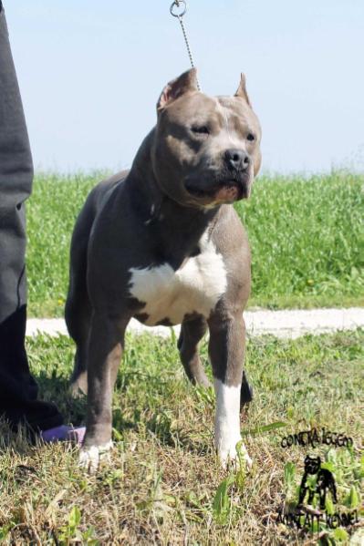 Chasqui Spot Zone | American Staffordshire Terrier 