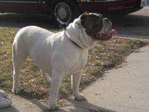 Rocky | Olde English Bulldogge 