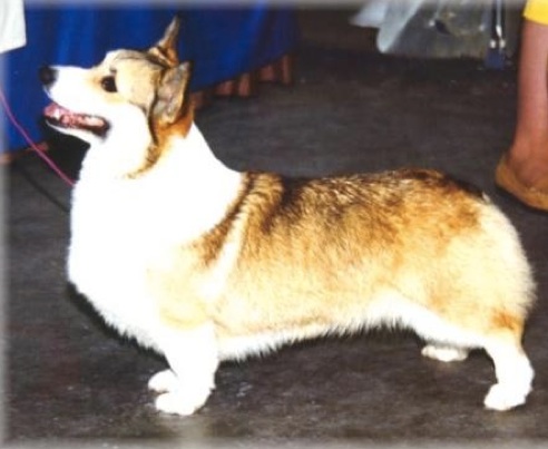 Brynlea Vagabond Heart | Pembroke Welsh Corgi 