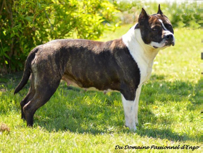 Primrose of Nimiloxus | American Staffordshire Terrier 