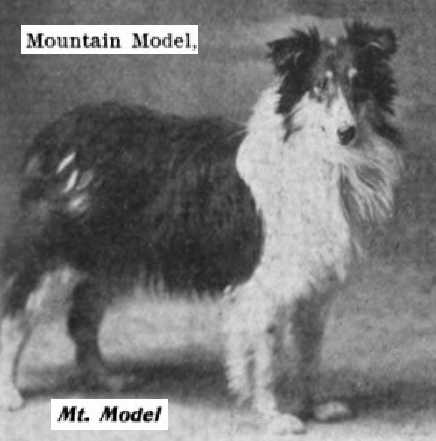 Mountain Model | Rough Collie 
