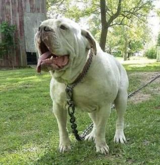 Mr. Hermes Chance Dawg | Olde English Bulldogge 