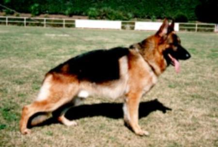 Arry della Cerza | German Shepherd Dog 