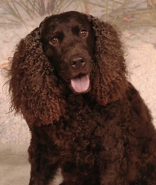 Little Brownie Ceska Vino | American Water Spaniel 