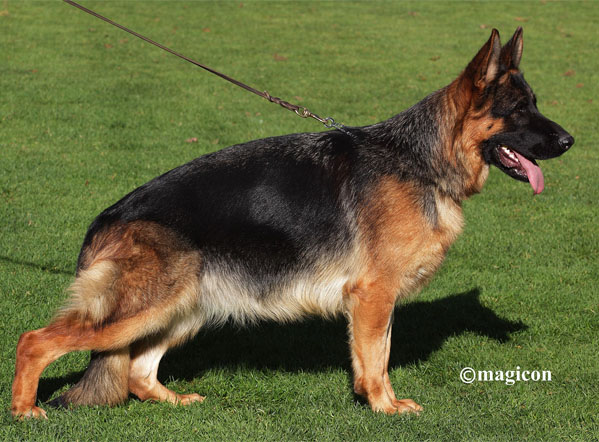 Walküre vom Kapellenberg | German Shepherd Dog 
