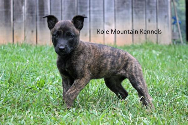 Kole Mountain's Clover | Dutch Shepherd 