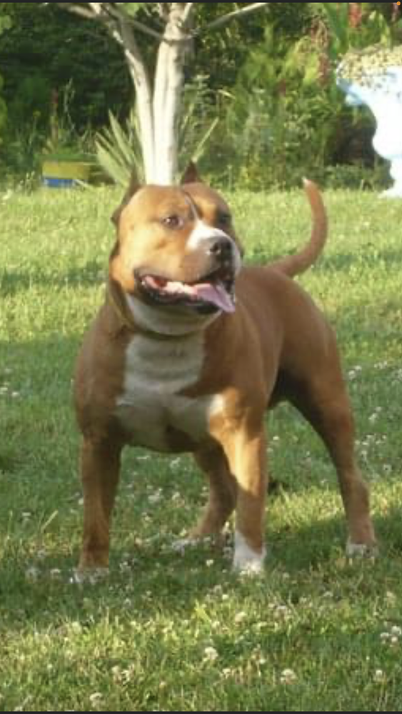 Bad Boy Bonebreaker | American Staffordshire Terrier 