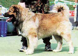 Pobeditel is Sokolinogo gnezda | Caucasian Mountain Dog 
