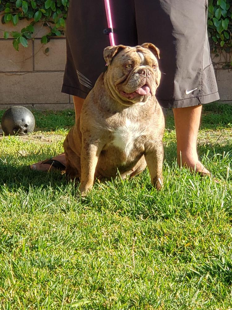 Bullmaster's Gemma of S.H. | Olde English Bulldogge 