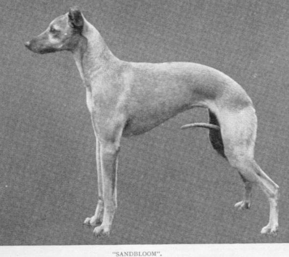 Sandbloom | Whippet 