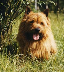 Barnstable Paws For Applause At Titanium | Norwich Terrier 