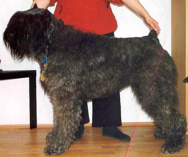 Gracja Farida Filos | Bouvier des Flandres 