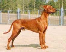 Ceriinan DW RUBENS | German Pinscher 