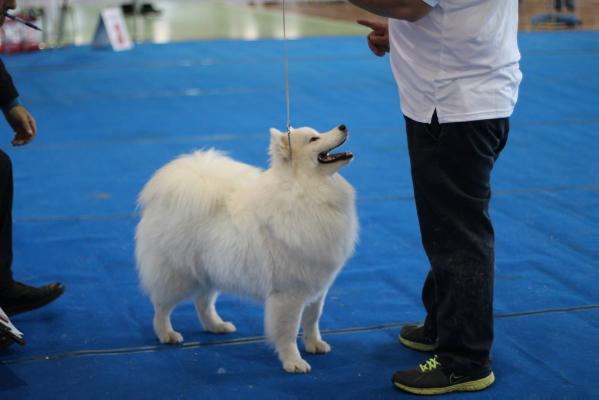 Royal Kabaka Alya | Samoyed 