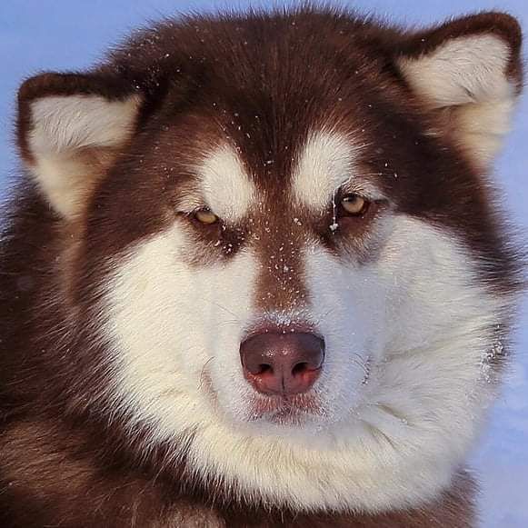 LENOX FLOWER BRIGHT STAR | Alaskan Malamute 