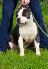 BRABUS EIGHT MILES | American Staffordshire Terrier 