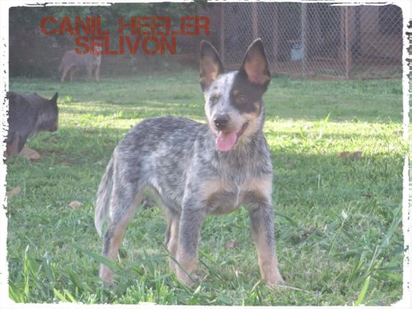 Apollo do NVBK HEELER SELIVON | Australian Cattle Dog 