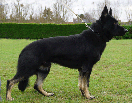 Max Van Esblokhof | German Shepherd Dog 