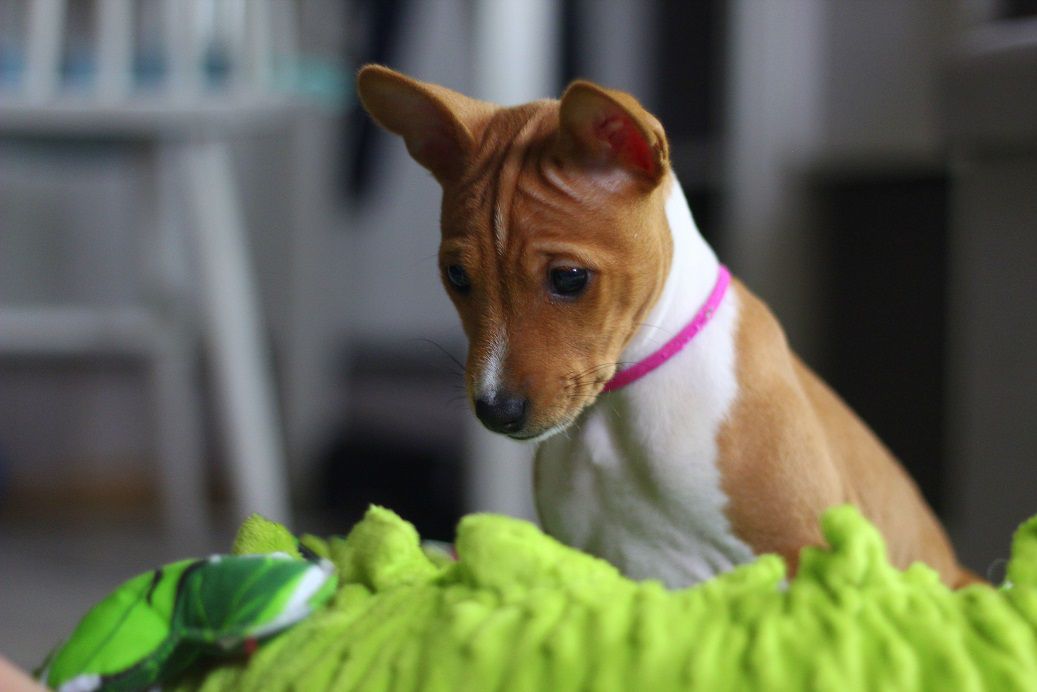 CLEO FROM Aryazumi | Basenji 