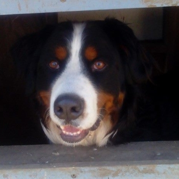 Majestic Zolton | Bernese Mountain Dog 