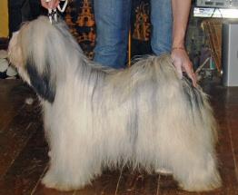 BALLADINE SCRUMPTIOUS AT TRIPITAKA | Tibetan Terrier 