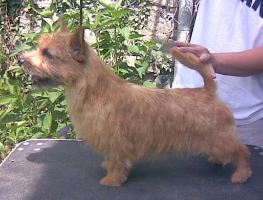 Wisteria grand villa rose | Norwich Terrier 