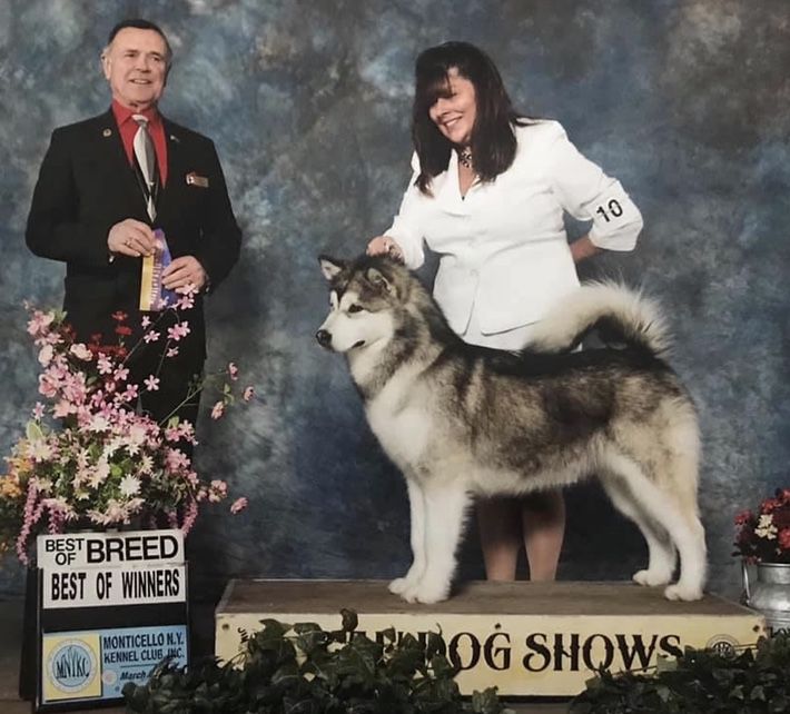 Tugar’s First Wings of Spring | Alaskan Malamute 